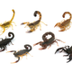 The seven different scorpion species analyzed in the new study. (Image: Arie van der Meijden)